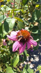 Pyropteron chrysidiforme