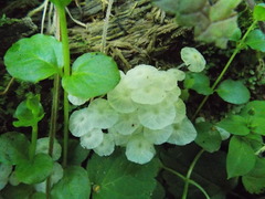 Delicatula integrella