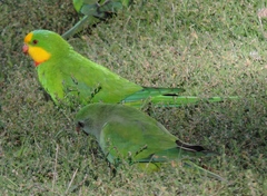 Polytelis swainsonii