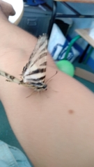 Iphiclides