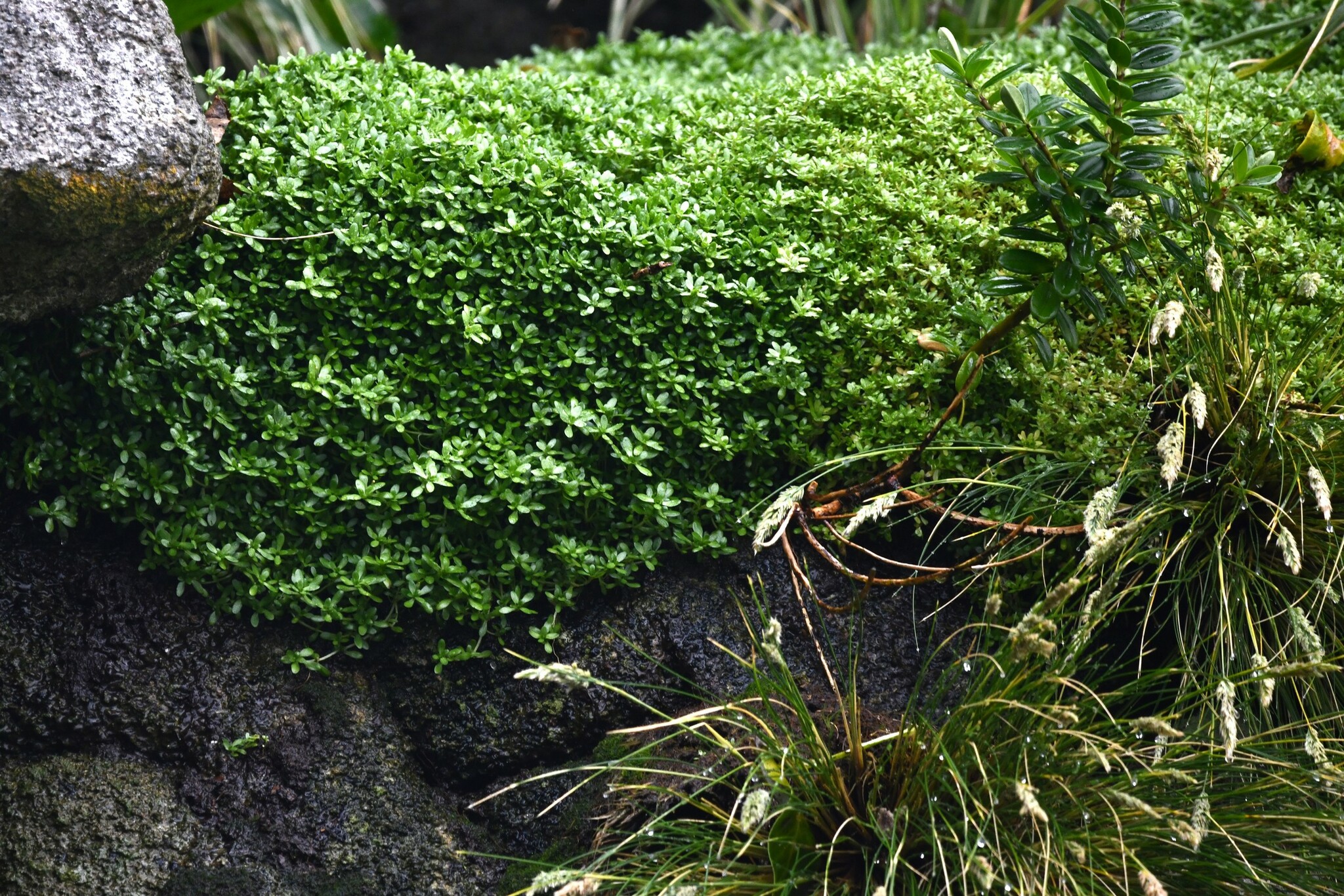 Antarctic Water-Starwort (Callitriche antarctica)