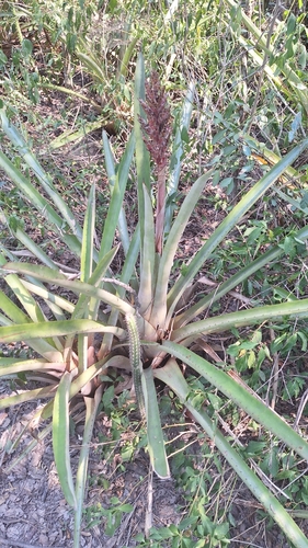 Image of Aechmea distichantha by (c) Gonzalo Roget, some rights reserved (CC BY)