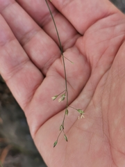 Poa nemoralis