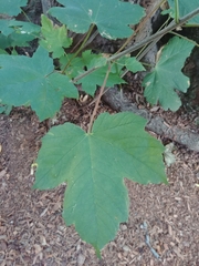 Acer pseudoplatanus