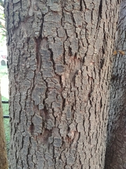 Acer pseudoplatanus