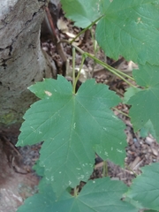 Acer pseudoplatanus