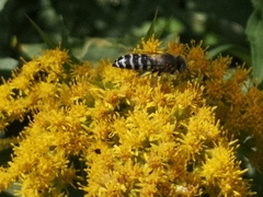 Bembix americana spinolae