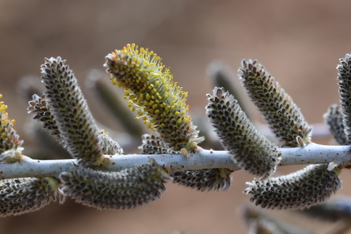 Image of Salix irrorata by no rights reserved