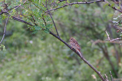 Emberizidae