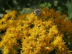 Bembix americana spinolae