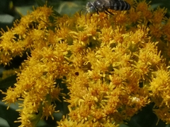 Bembix americana spinolae