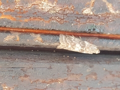 Sciota subcaesiella
