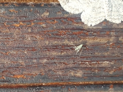 Stenochironomus hilaris