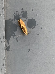 Harpella forficella