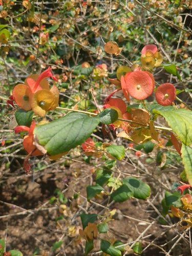 Holmskioldia sanguinea observed 2025-03-12
