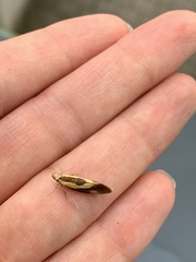 Harpella forficella