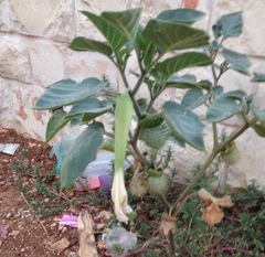 Datura innoxia