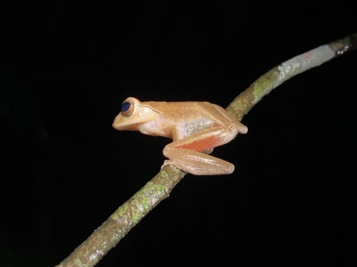 Red-legged Frog, Leptomantis rufipes