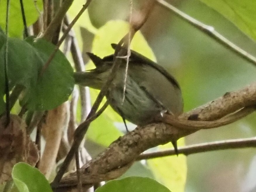 Omao (Myadestes obscurus), photo 5