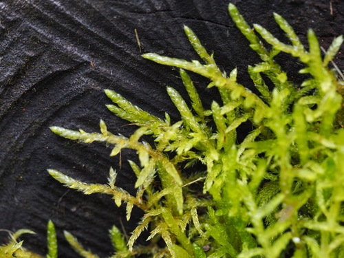 Pseudoscleropodium purum, 2025-03-10