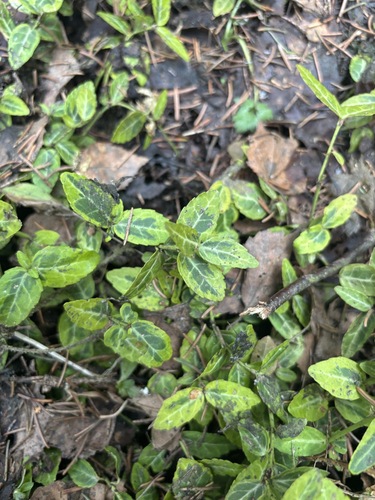 Euonymus fortunei iNat (2)