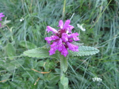Betonica hirsuta
