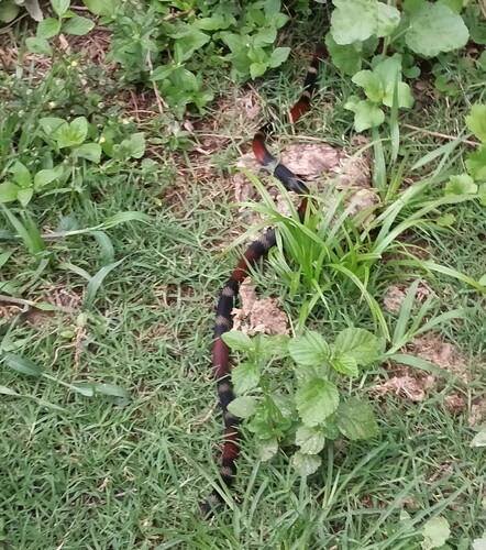 Argentinian Coralsnake
