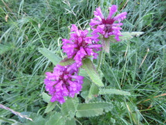Betonica hirsuta