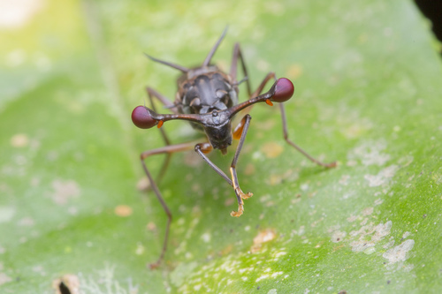 Eurydiopsis