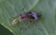 Deraeocoris flavilinea