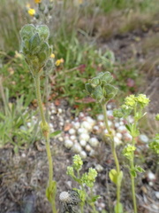 Veronica bellidioides
