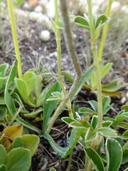 Veronica bellidioides