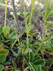 Veronica bellidioides