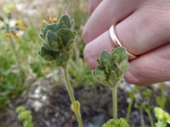 Veronica bellidioides