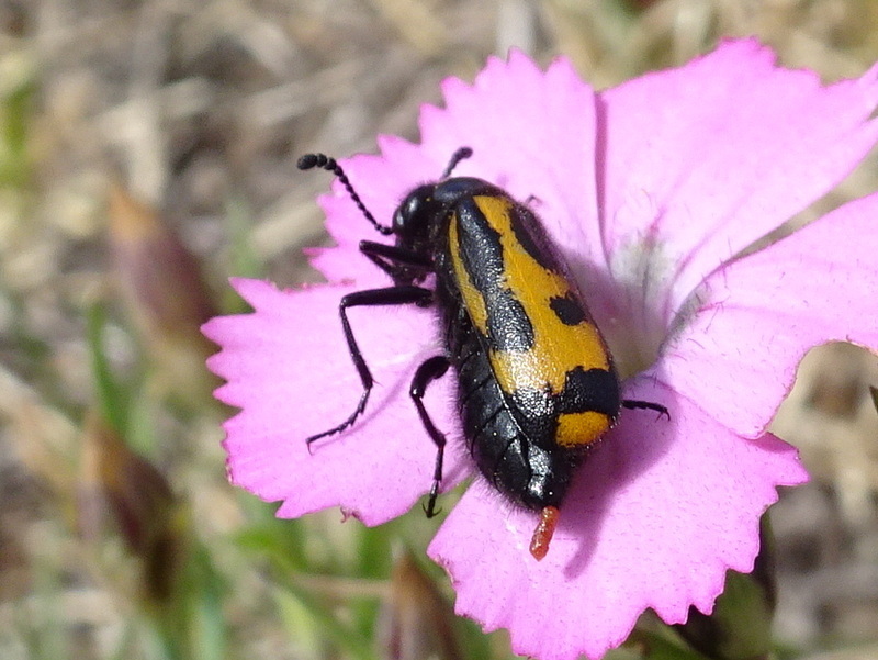 Mylabris flexuosa