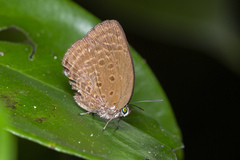 Arhopala major major