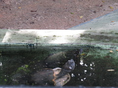Chelidae