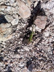 Furcifer
