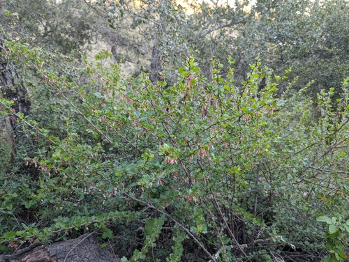Image of Ribes californicum by (c) Alexander Wentworth, some rights reserved (CC BY)
