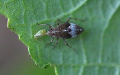 Deraeocoris flavilinea