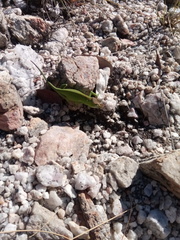 Furcifer