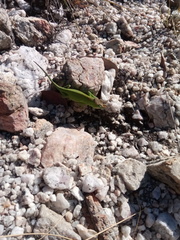 Furcifer