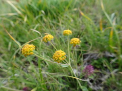 Bupleurum ranunculoides
