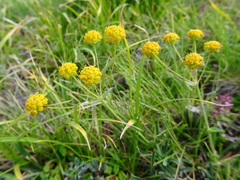 Bupleurum ranunculoides