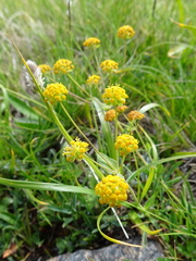 Bupleurum ranunculoides
