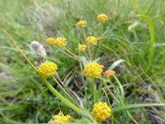 Bupleurum ranunculoides