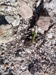 Furcifer