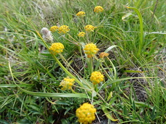 Bupleurum ranunculoides