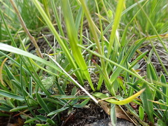 Bupleurum ranunculoides