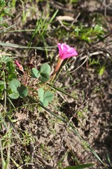 Oxalis eckloniana-nidulans